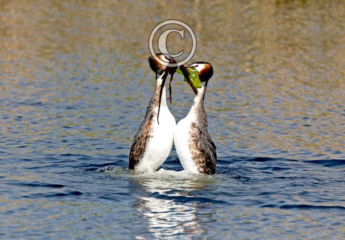Great Crested Grebes 10